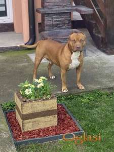 Pitbull spreman za parenje